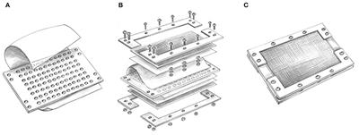 Hanstruepera marina sp. nov. and Hanstruepera flava sp. nov., two novel species in the family Flavobacteriaceae isolated by a modified in situ cultivation technique from marine sediment